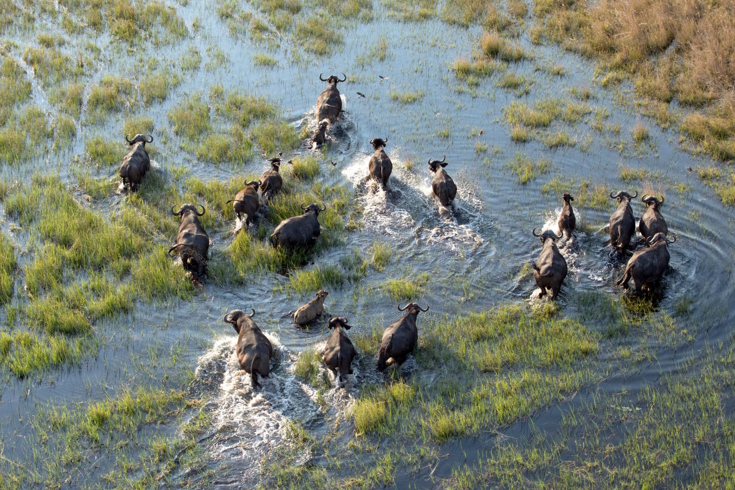 Aerial view of a herd of buffalo splashing through a grassy floodplain