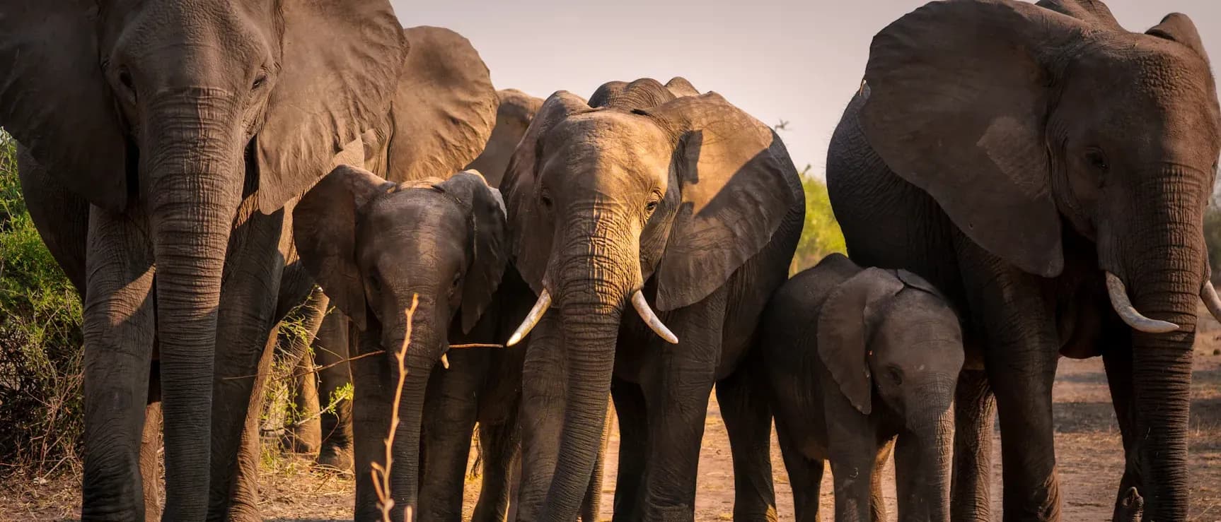 A herd of elephants walking together in the Greater Kruger ecosystem