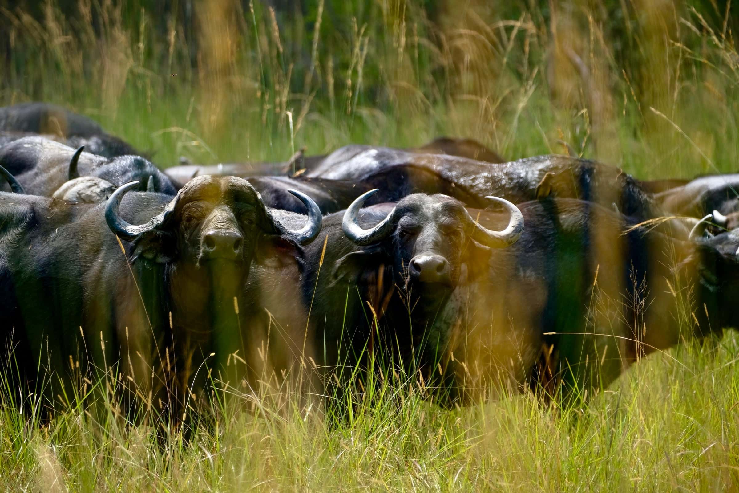 A herd of buffalo in tall grass in Chizarira National Park