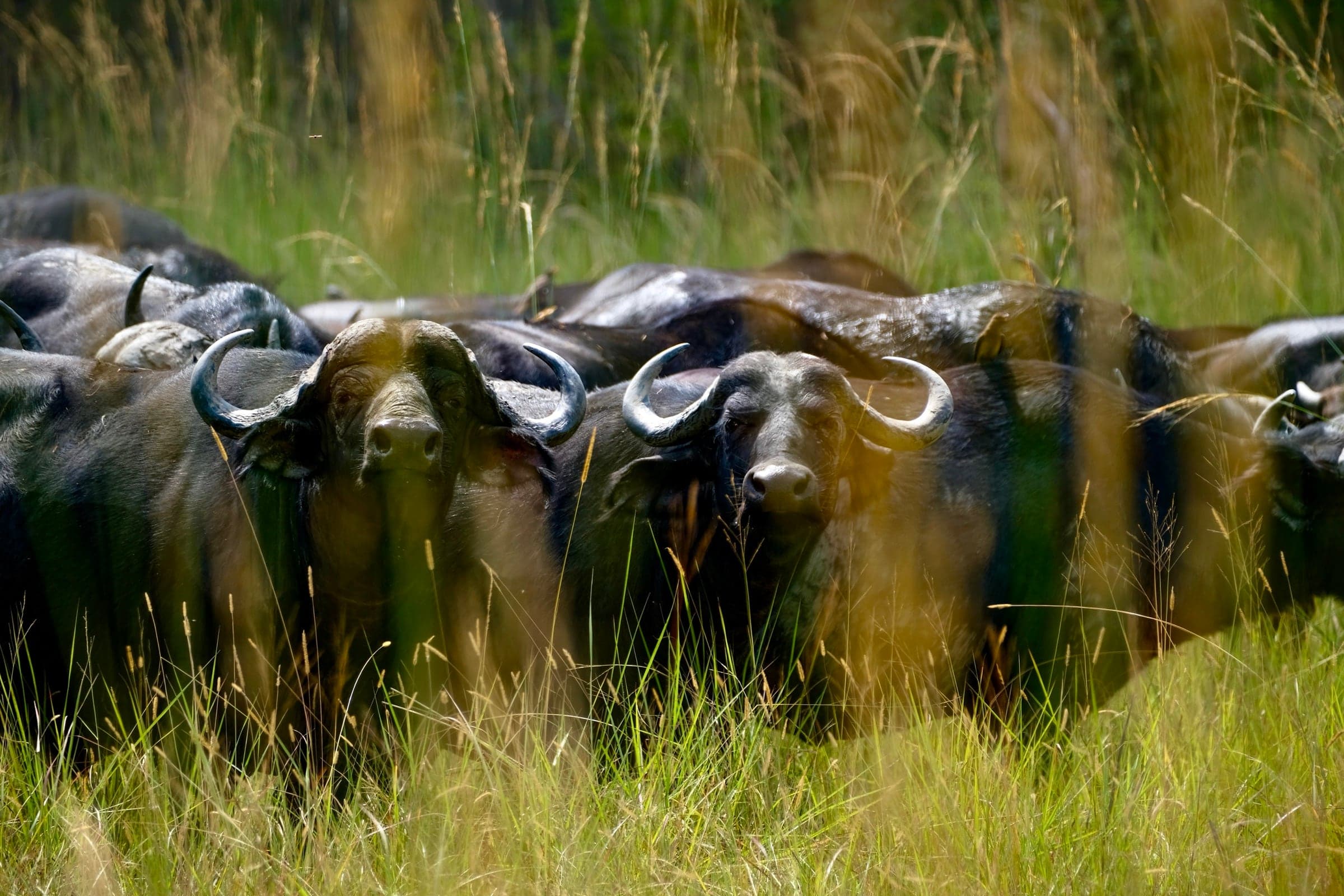A herd of buffalo in tall grass in Chizarira National Park