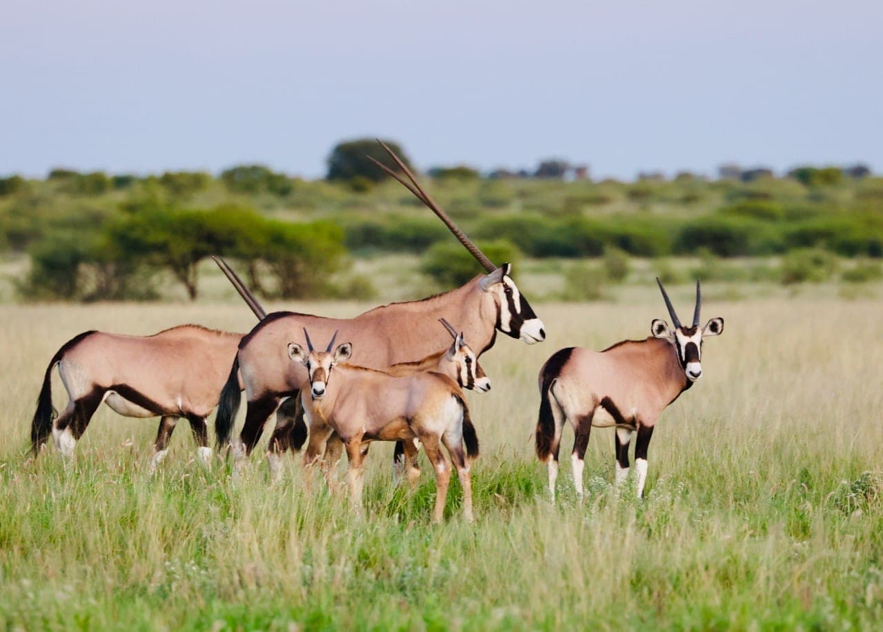 A herd of oryx standing in tall grassland with scattered trees in the background