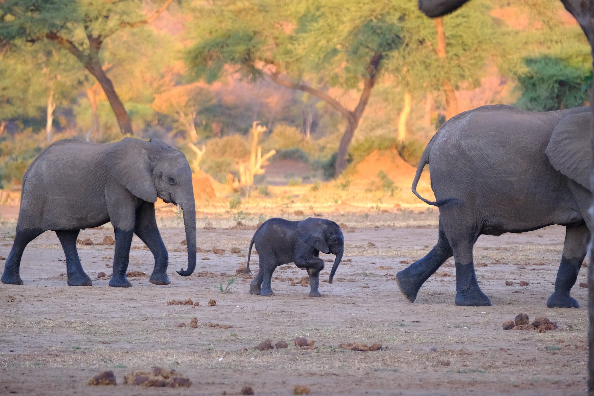 An elephant family with a young calf walking across dry ground