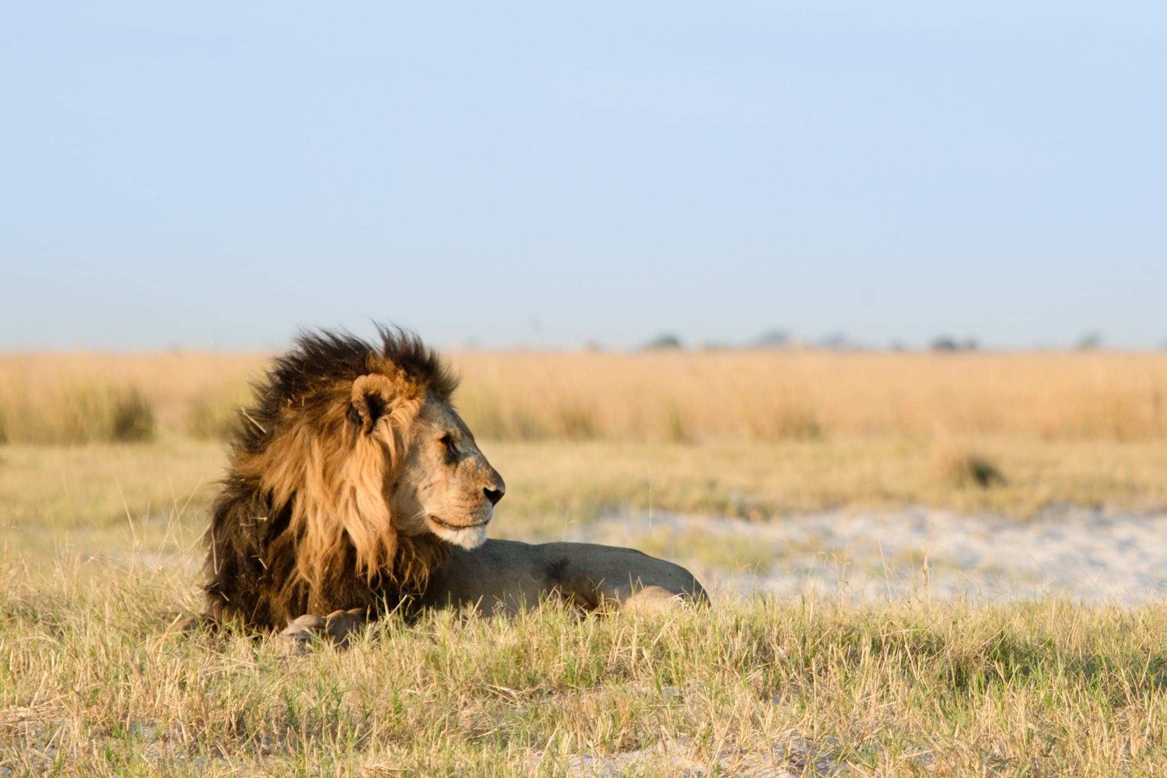 A male lion resting in tall grass in the Kgalagadi
