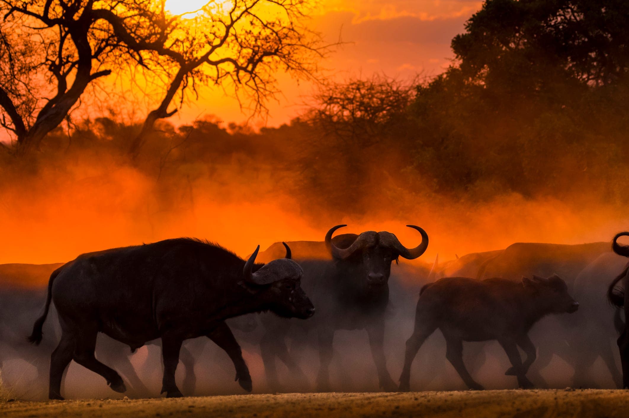 Buffalo walking through dust in orange evening light in the Greater Kruger