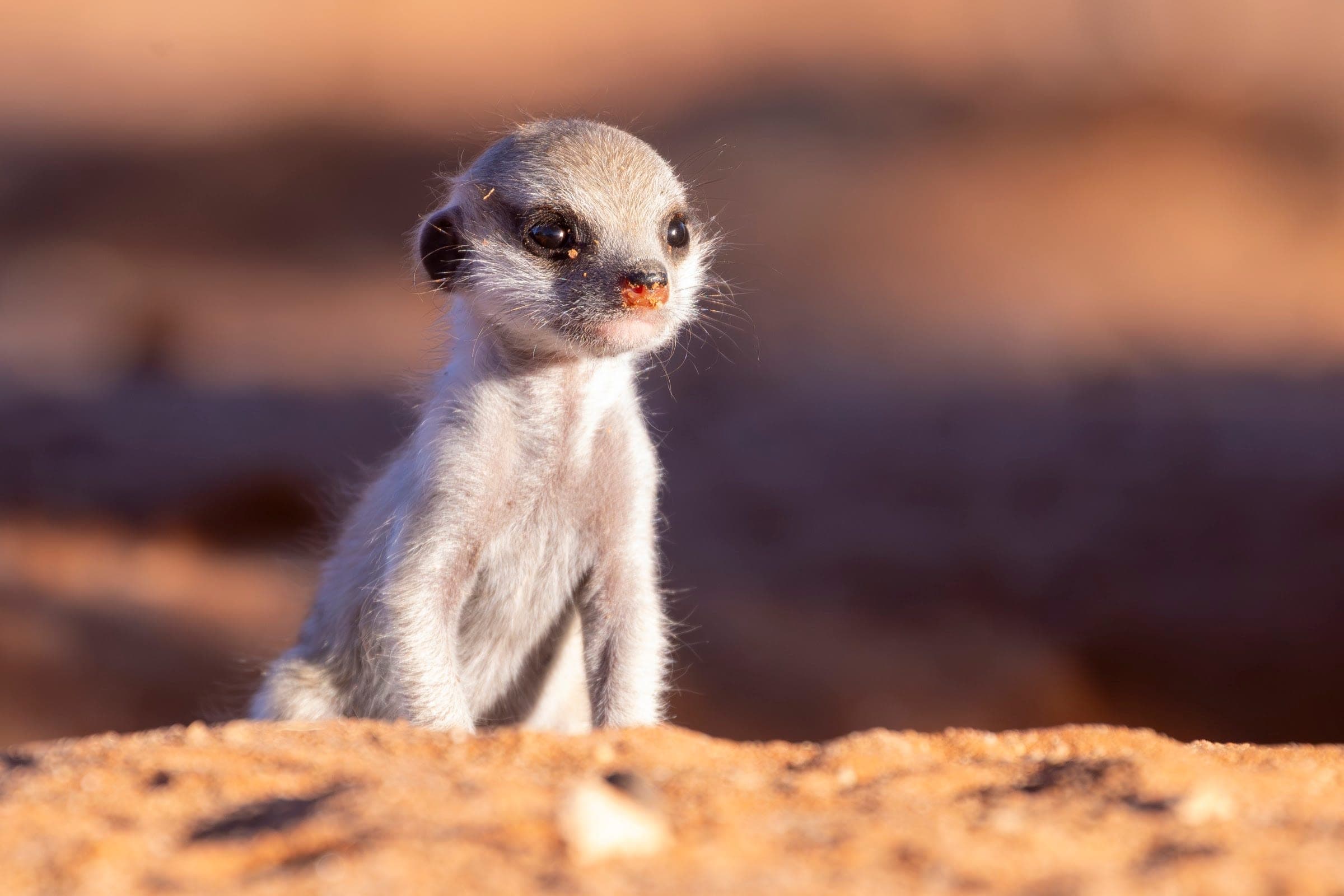 A meerkat pup sitting on red Kalahari sand