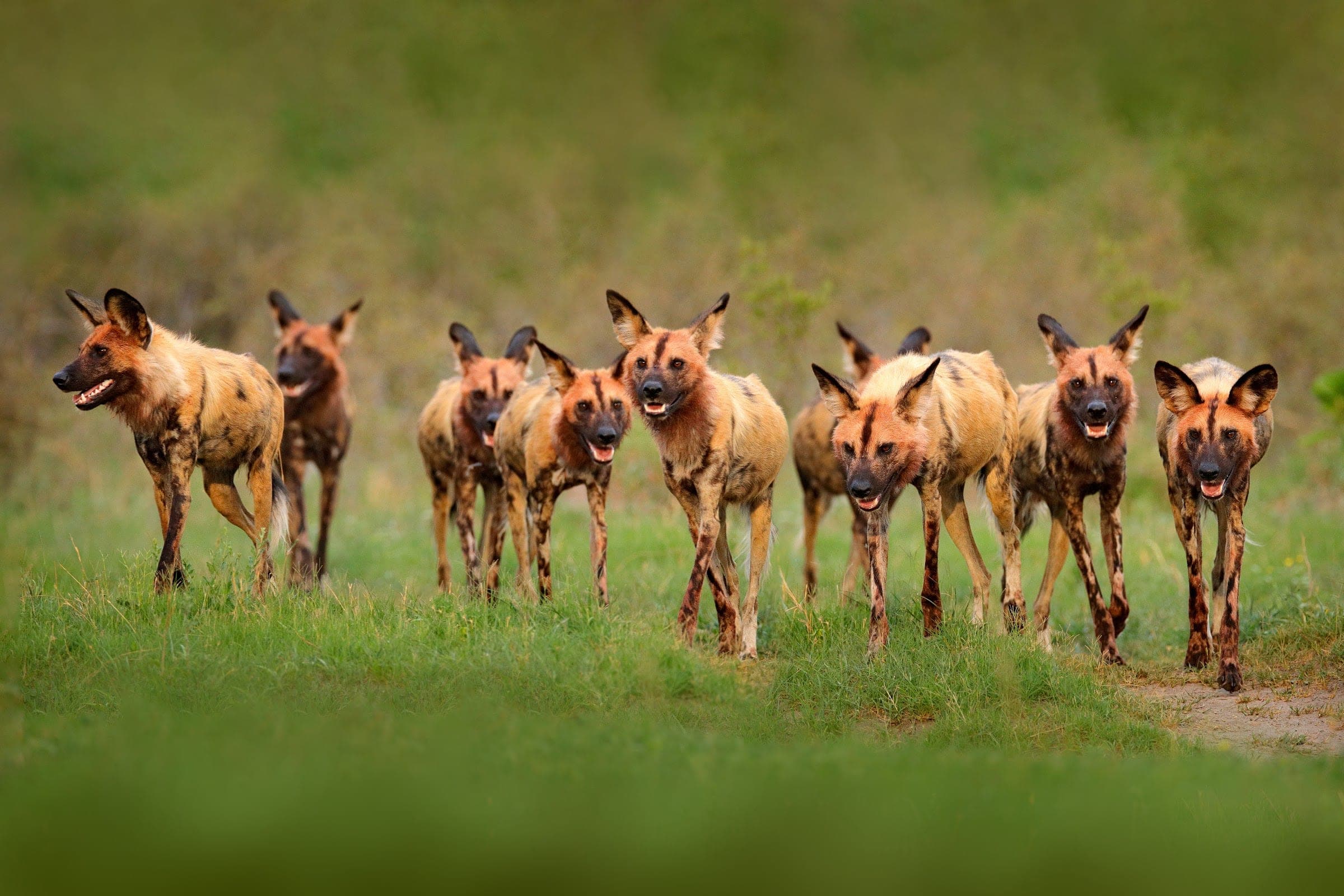 A pack of African wild dogs walking towards the camera across green grass