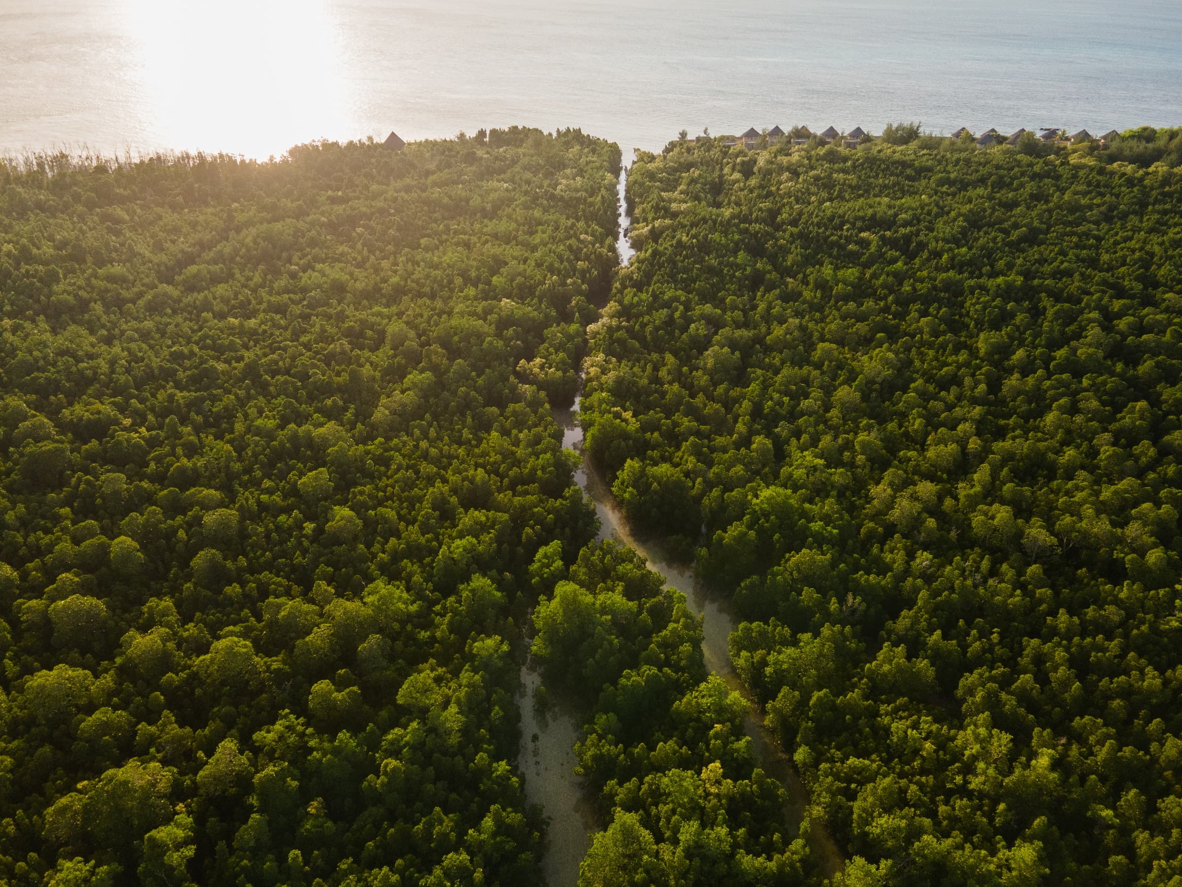 Aerial view of a mangrove forest meeting the ocean