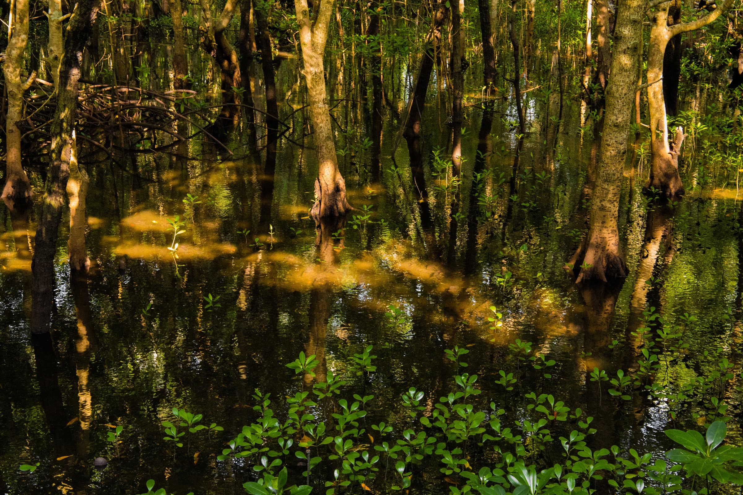 Mangrove trees reflected in still water