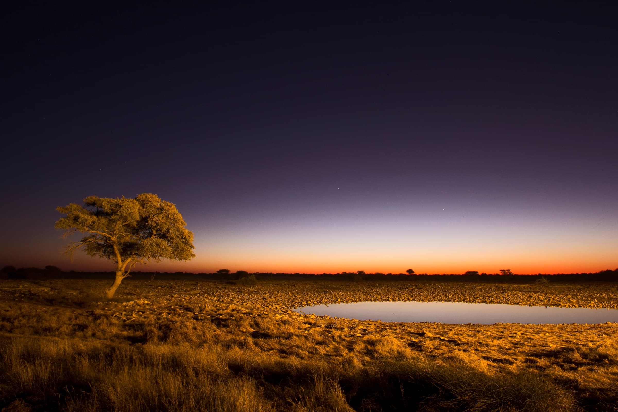 A lone tree beside a waterhole on the savanna at dusk