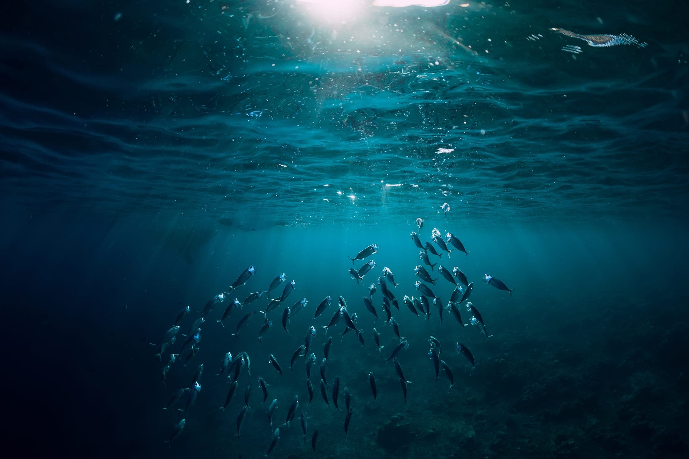 A school of fish swimming beneath the ocean surface