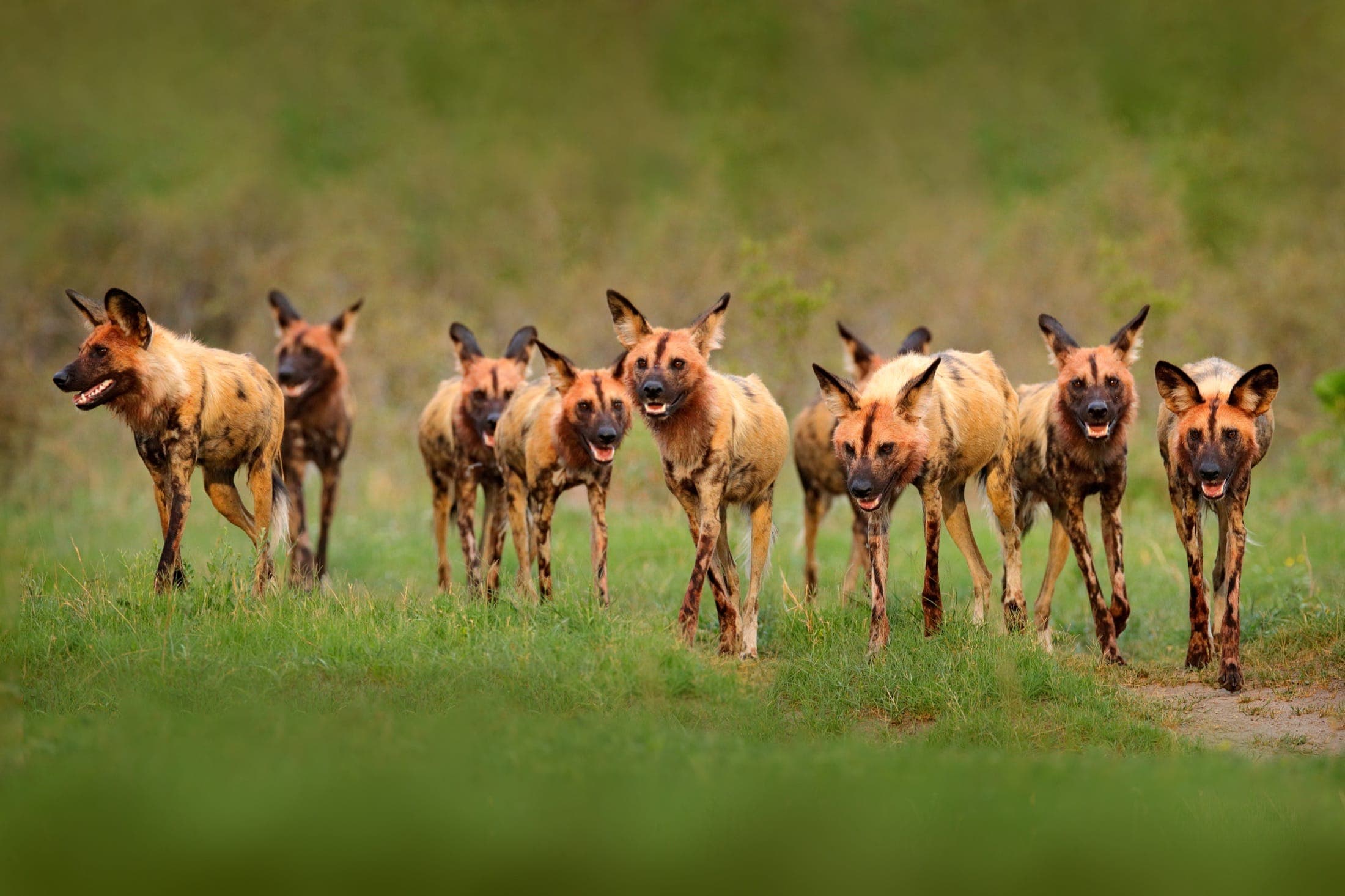 A pack of African wild dogs walking together across the grass