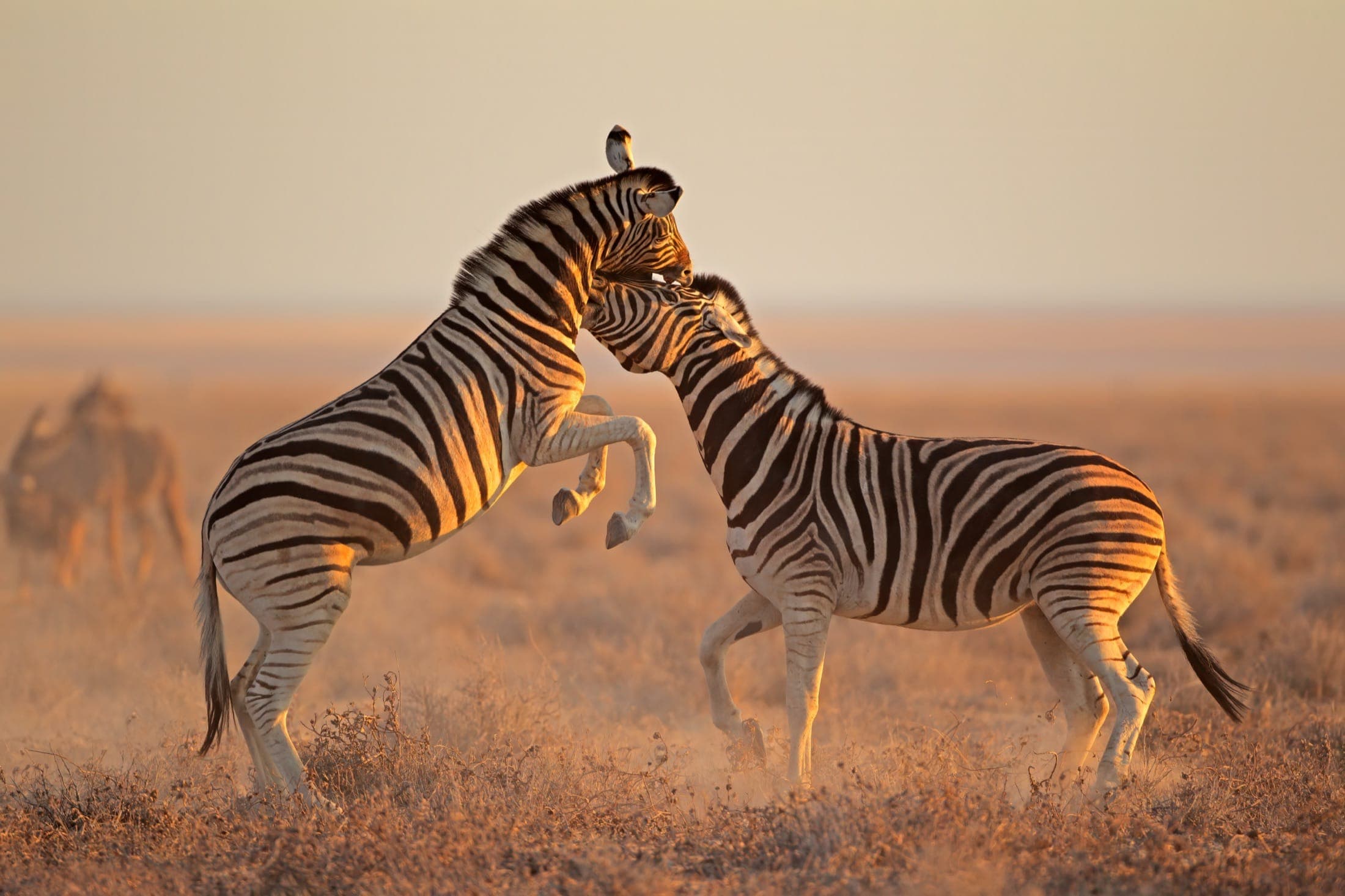 Two zebras rearing and sparring at sunset on the savanna