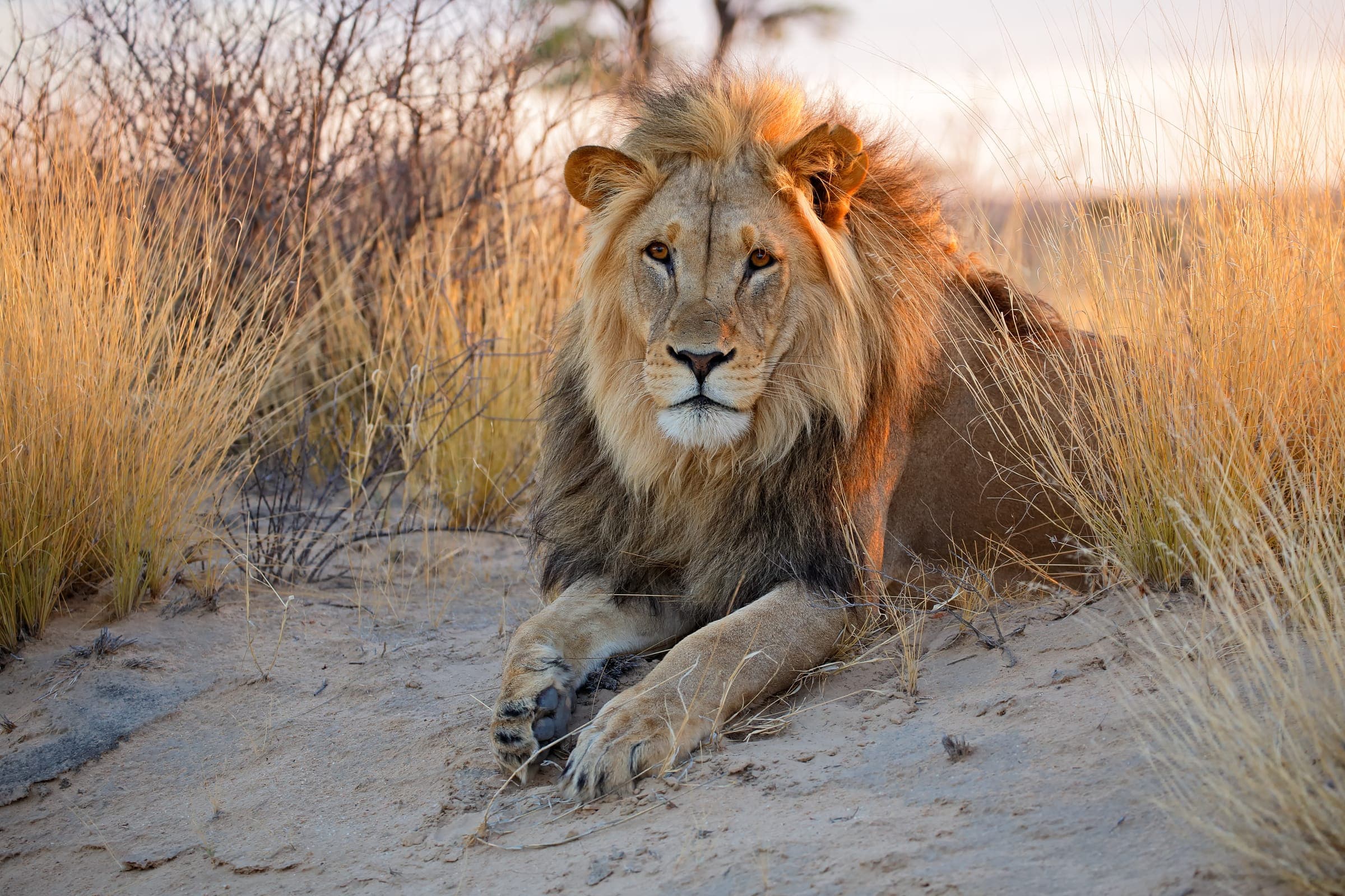 A male lion resting in the golden grass of the Kalahari at sunrise