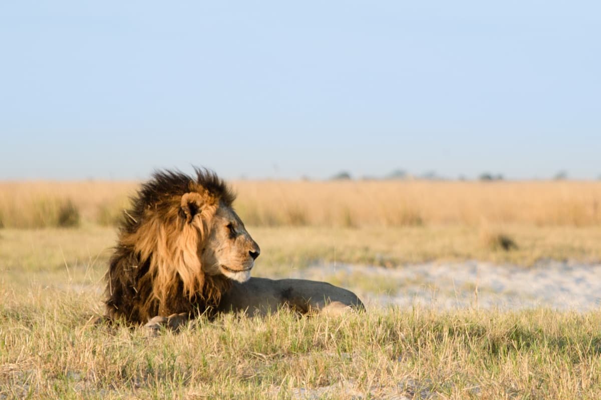 A male lion lying in open Kalahari grassland beneath an unbroken horizon