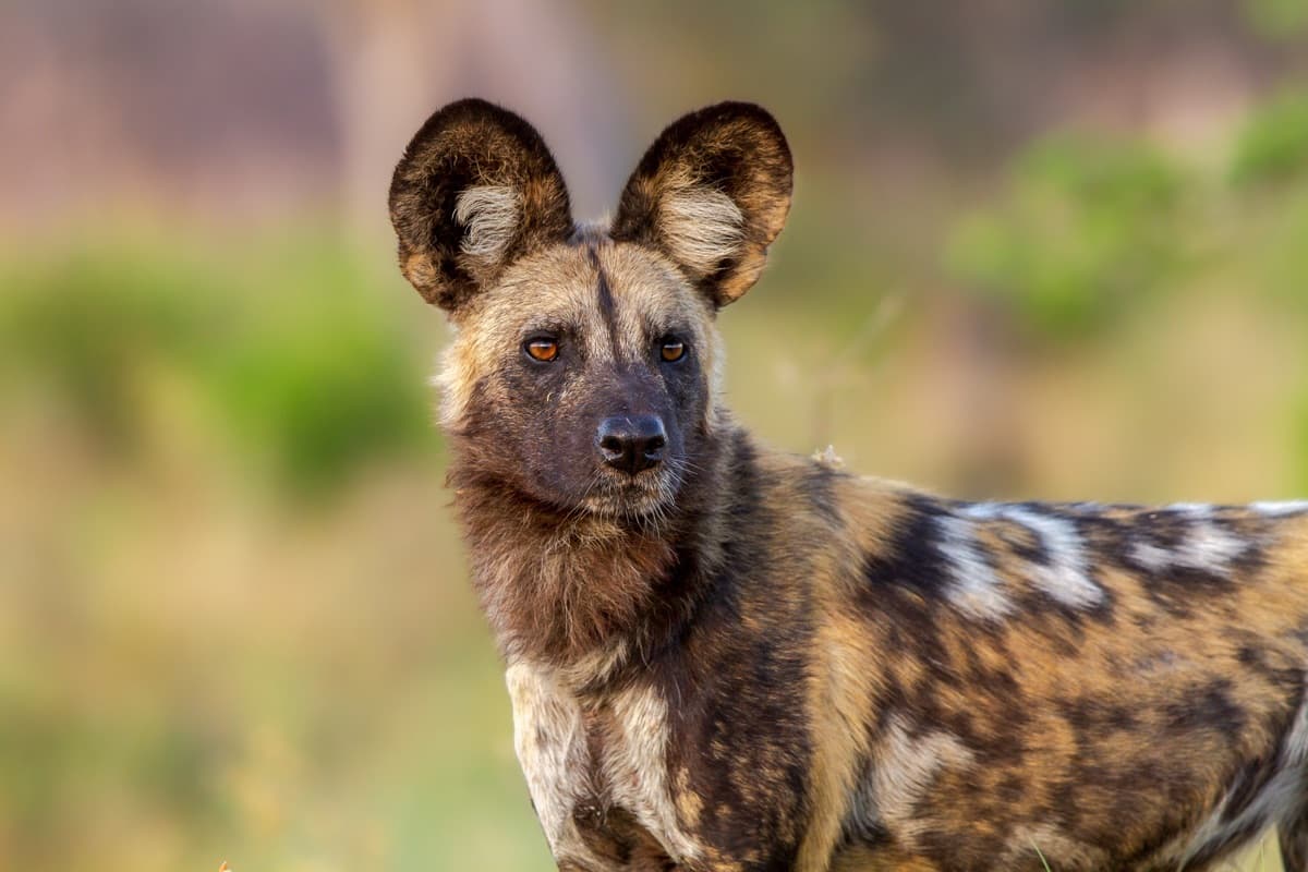 An African wild dog standing alert in dry bush, looking towards the camera