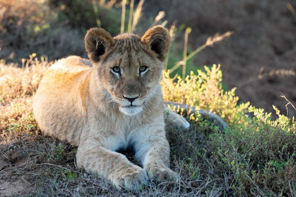 A lion cub resting in golden grass, looking toward the camera