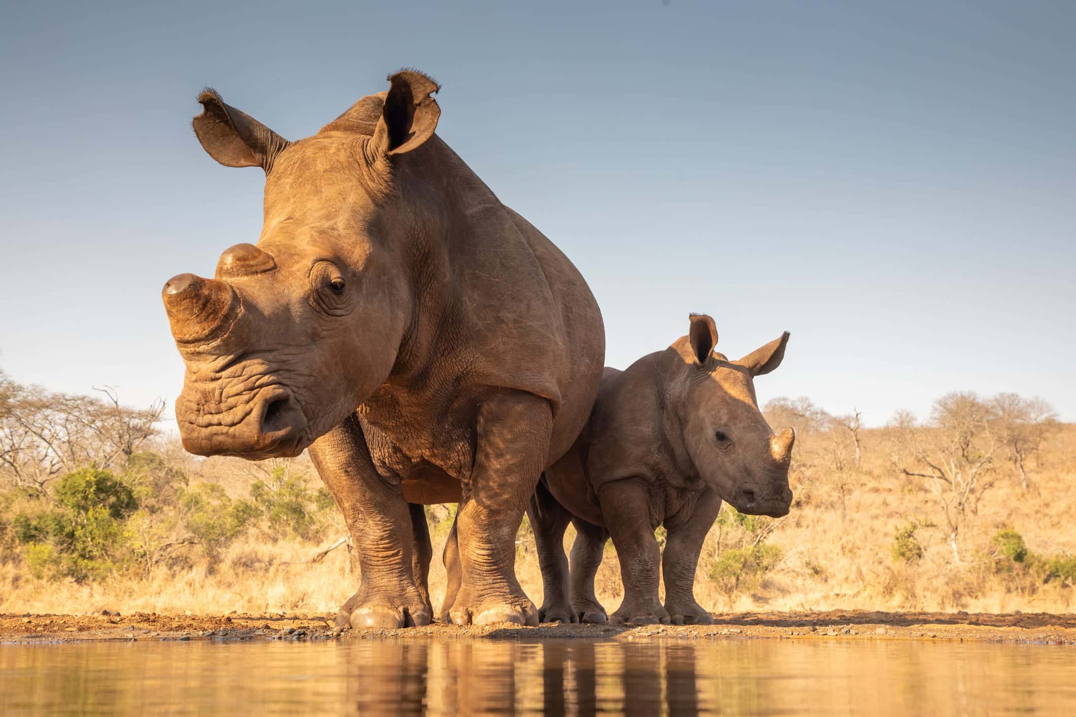 A white rhino and calf at a waterhole in the Greater Kruger ecosystem