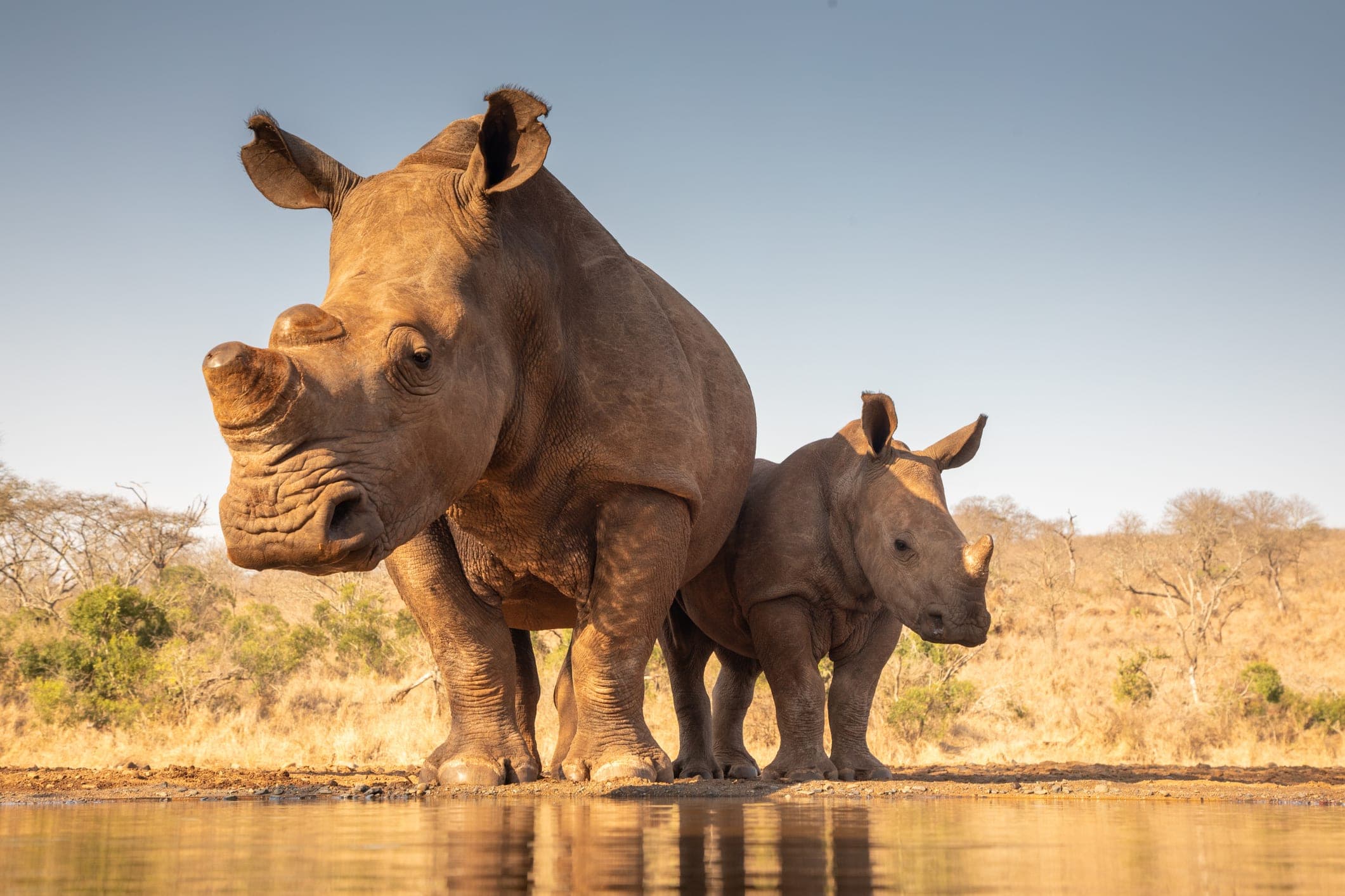 A white rhino and calf at a waterhole in the Greater Kruger ecosystem