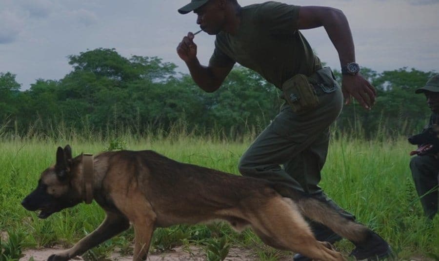 A ranger and tracking dog on patrol in Chizarira