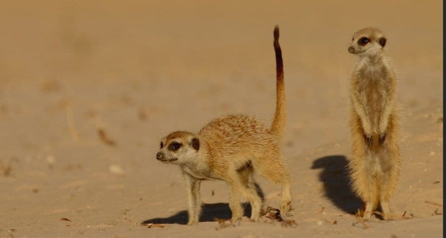 Meerkats on the red sands of the Kgalagadi