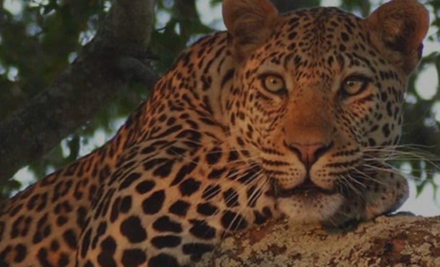 A leopard resting in a tree in Greater Kruger