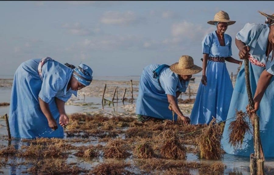 Women seaweed farmers at work in the shallows of Zanzibar
