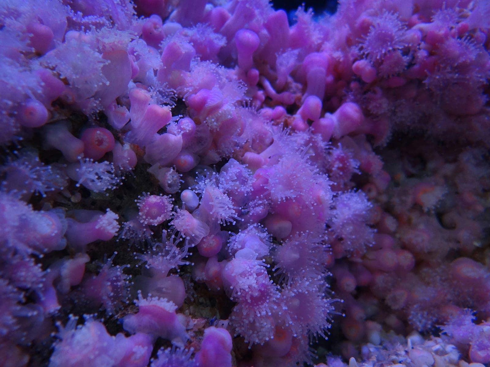 Healthy coral growing on a reef off Zanzibar