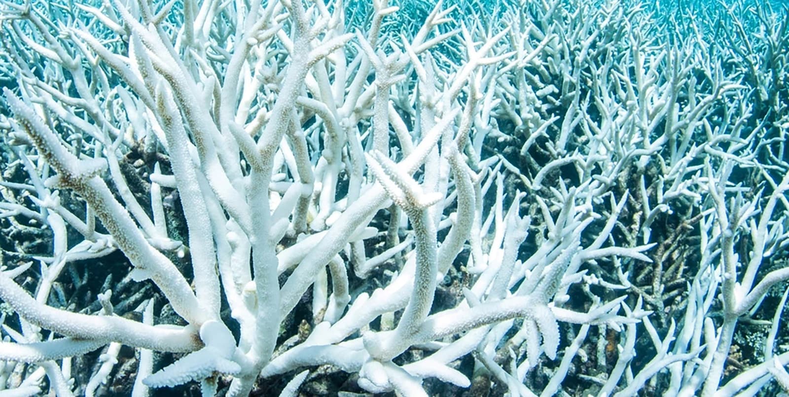 A stretch of bleached coral on a Zanzibar reef