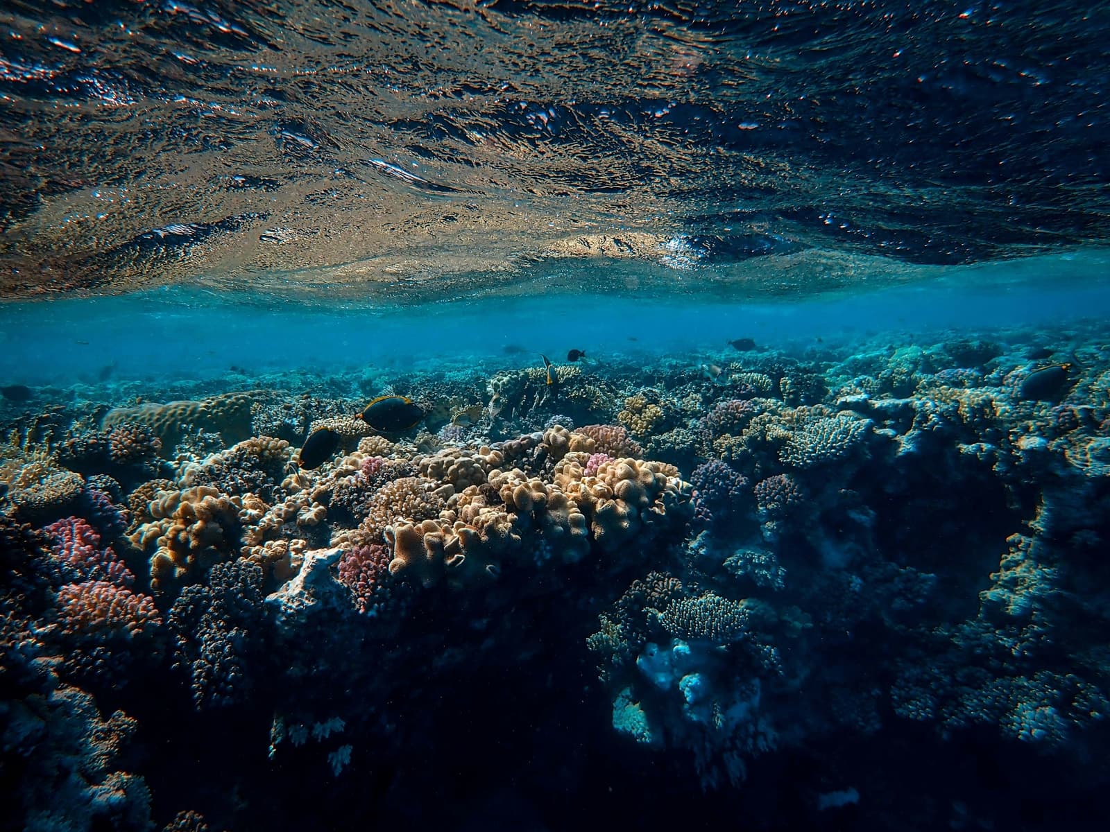 Reef coral photographed underwater off Zanzibar