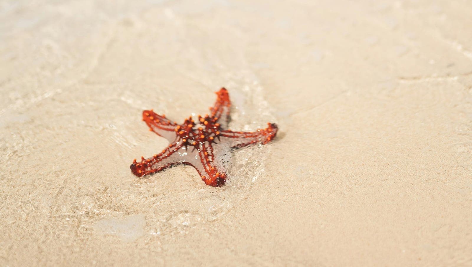 A starfish resting on the seabed in shallow water
