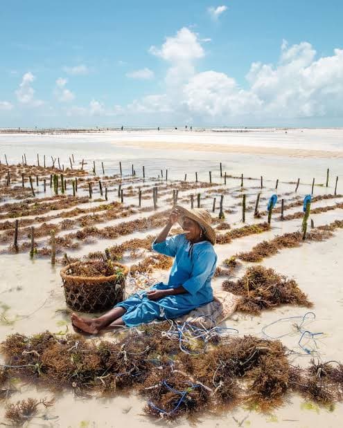 A seaweed farmer at work in the shallows off Zanzibar