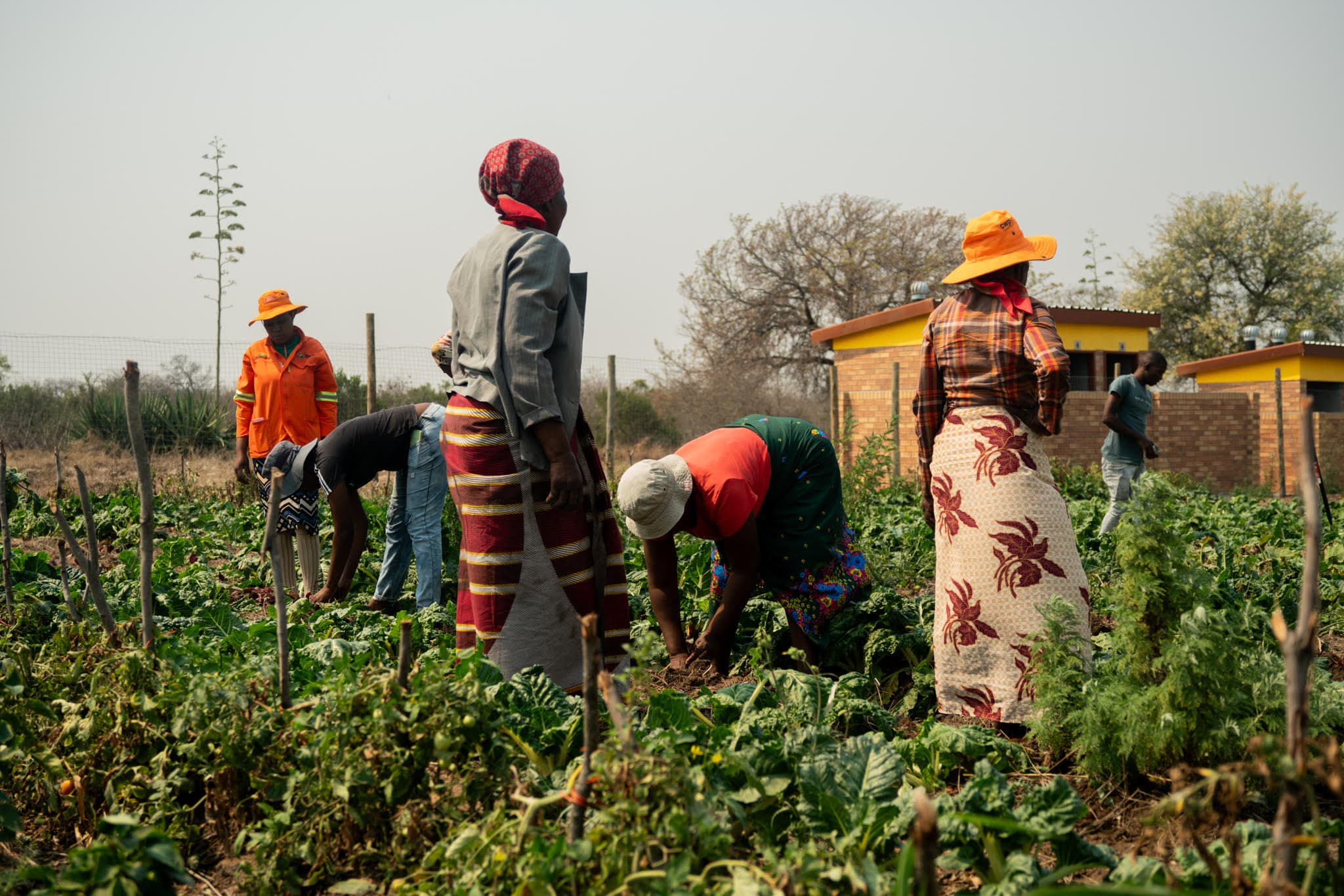Community members tending rows of vegetables in a community garden
