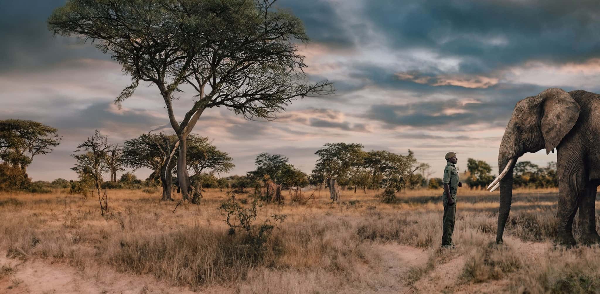 A ranger facing an elephant at golden hour in the savanna