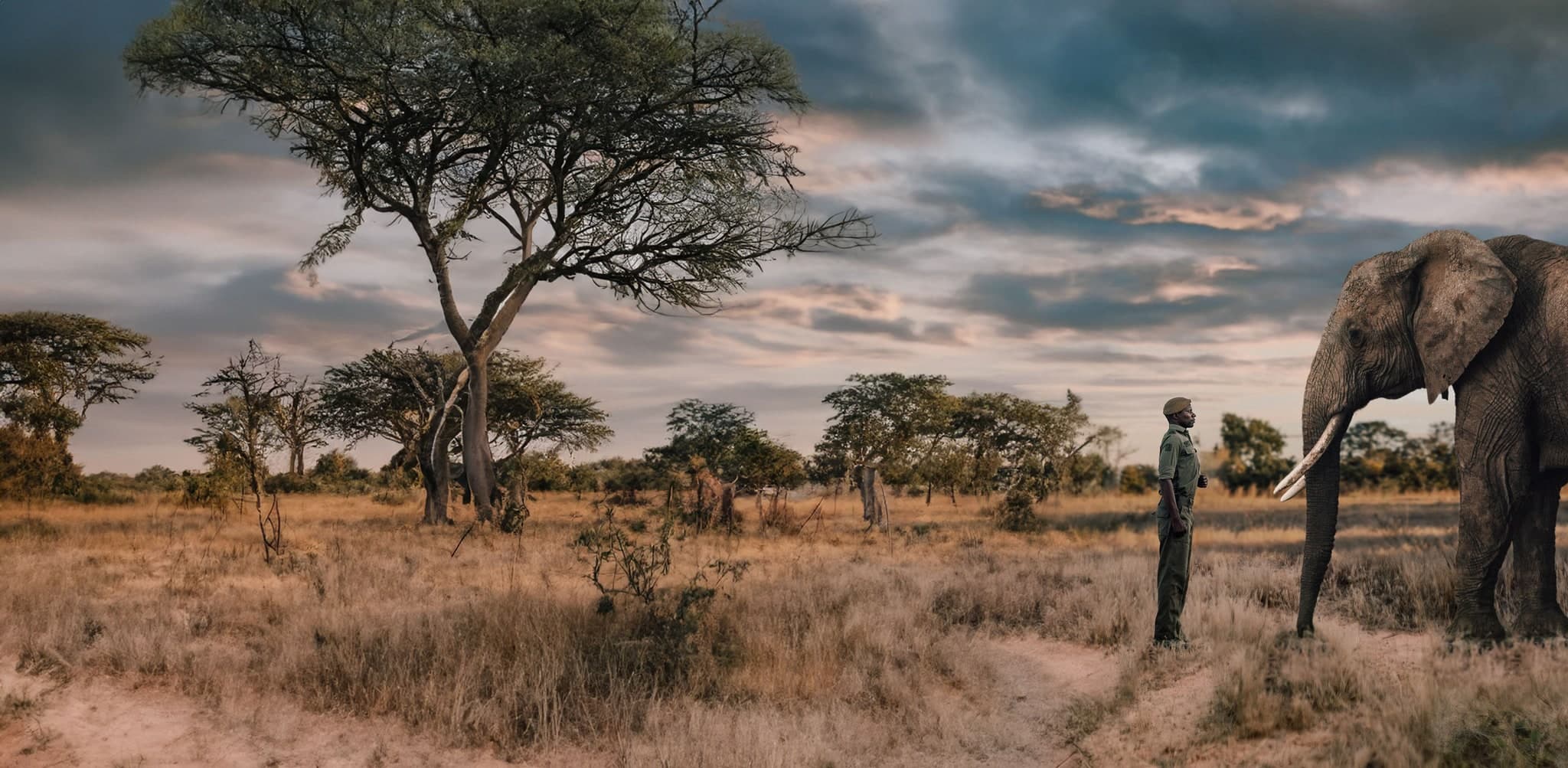 A ranger facing an elephant at golden hour in the savanna