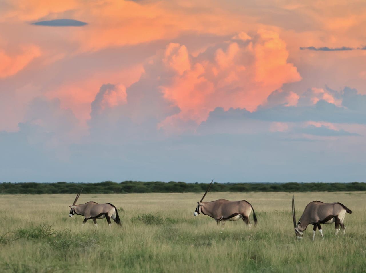 Three oryx grazing under a dramatic sunset sky