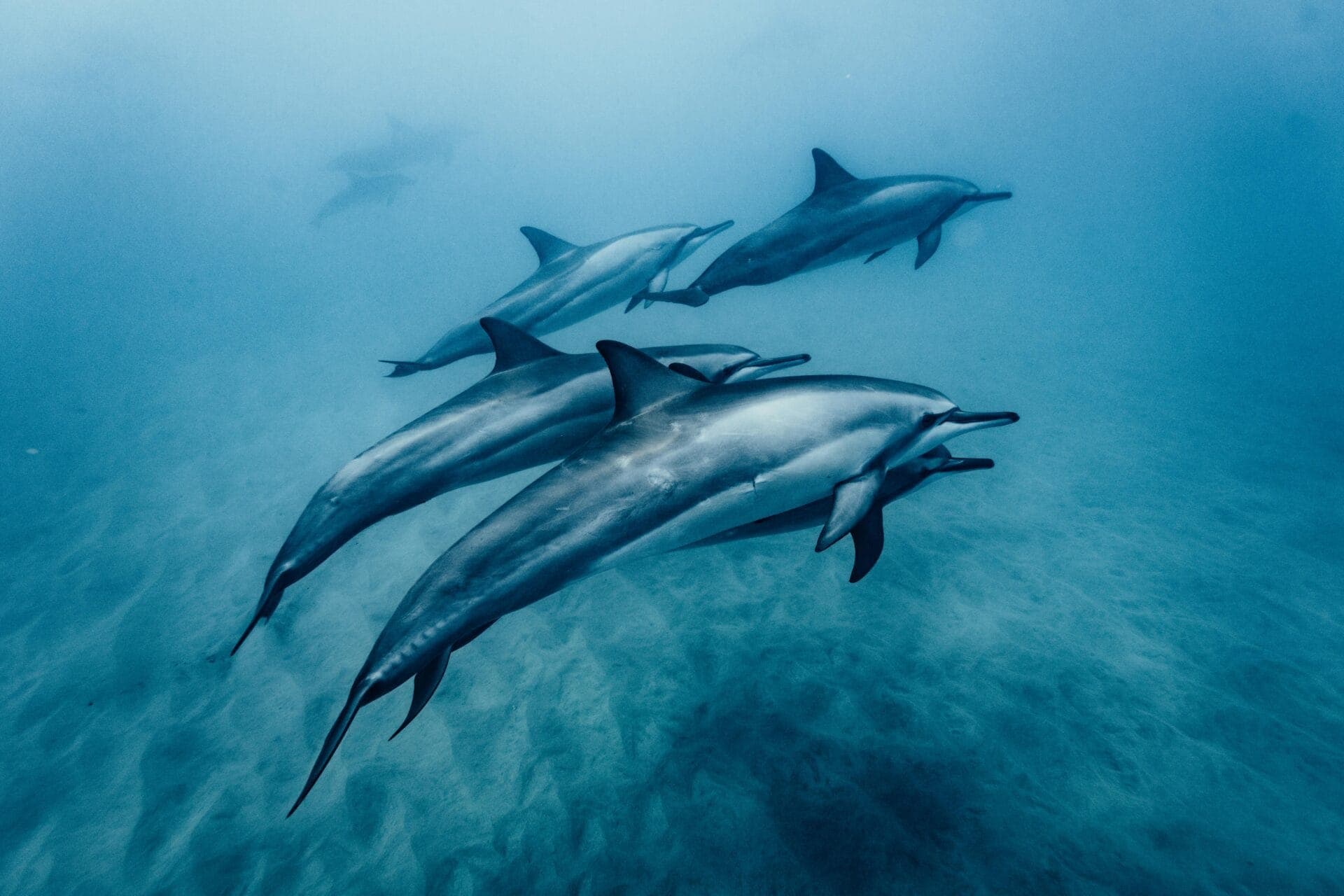 A pod of bottlenose dolphins swimming through Zanzibar's protected waters