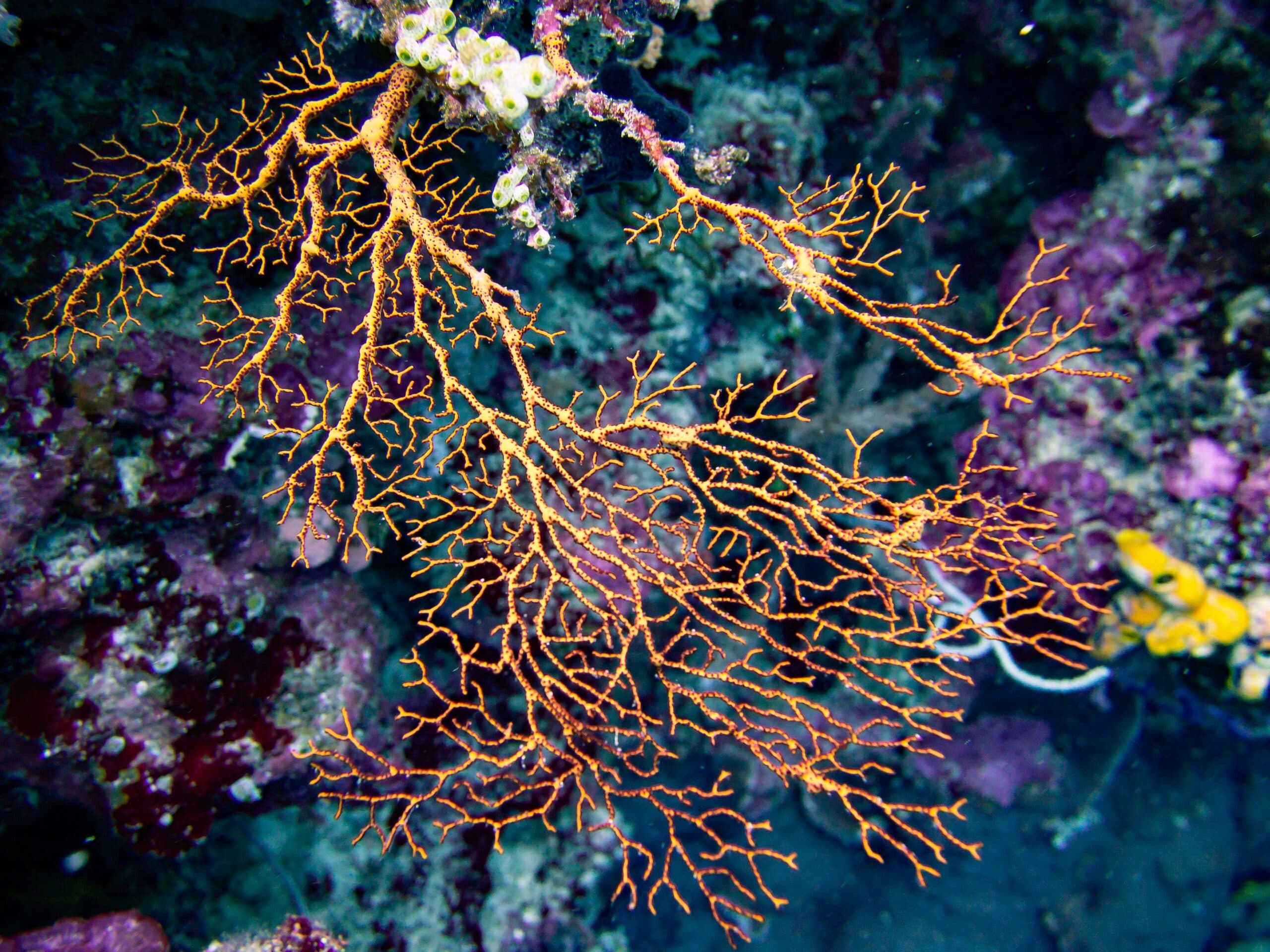 A soft coral reef structure off the coast of Zanzibar