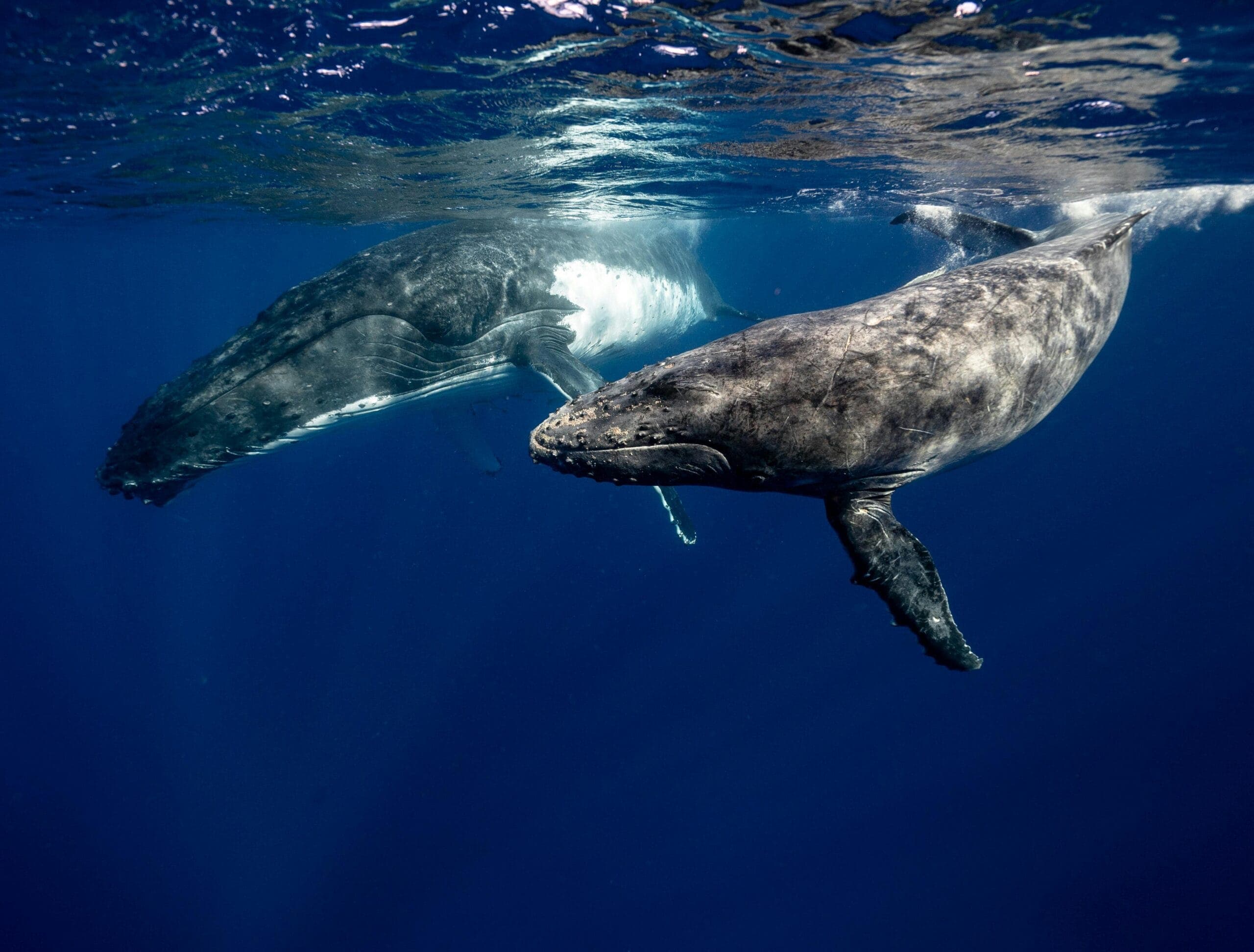 Two humpback whales swimming together off the coast of Zanzibar