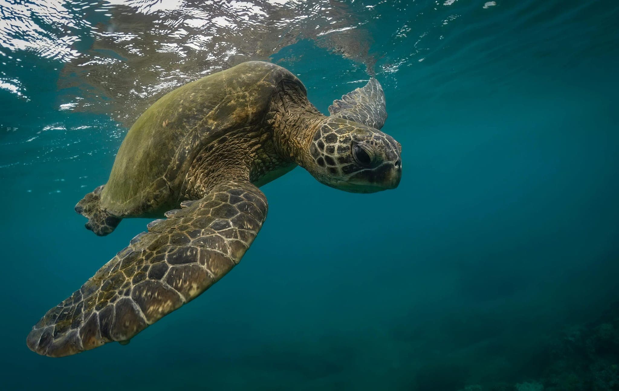 A green sea turtle swimming near the surface over a Zanzibar seagrass bed