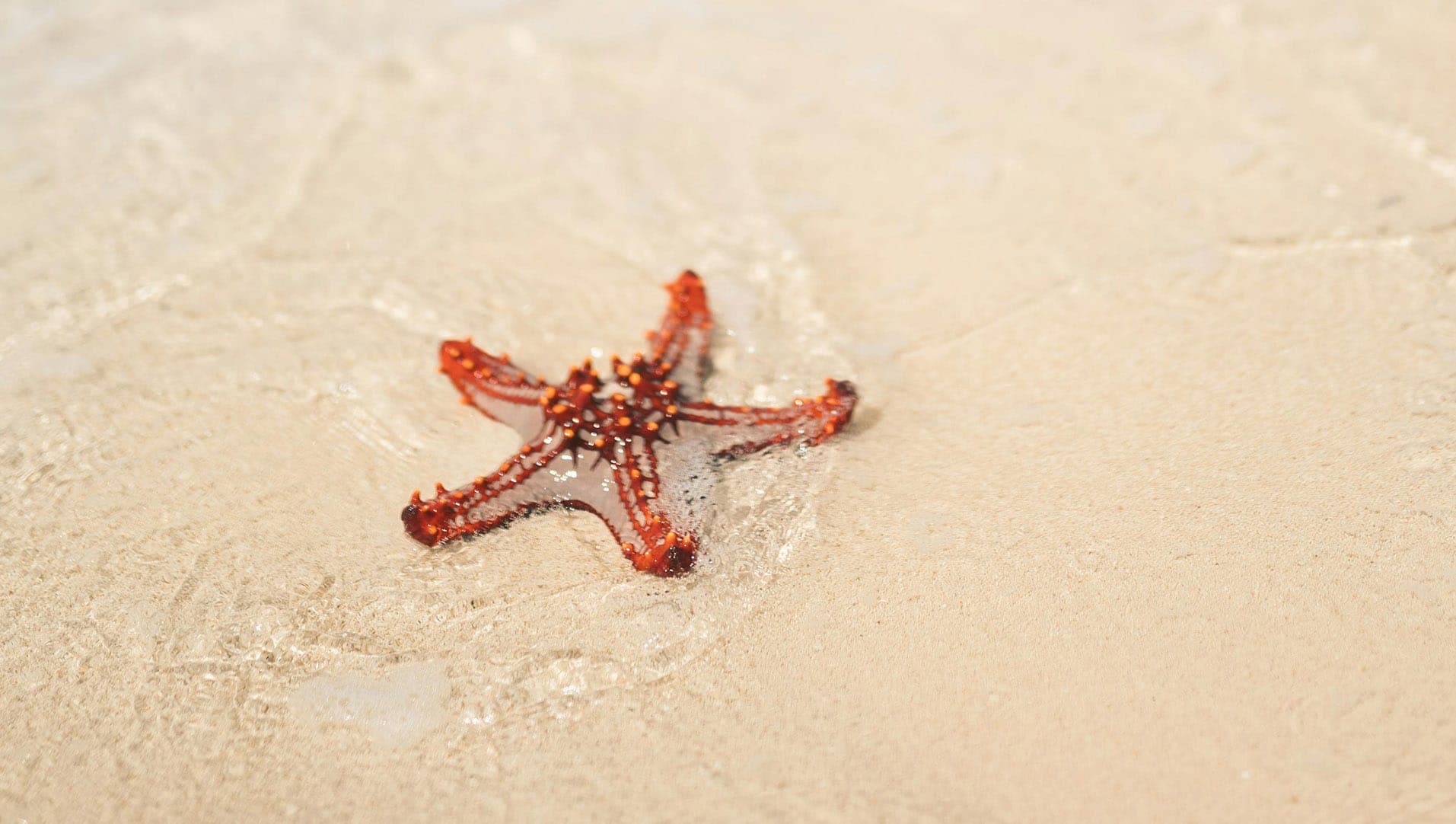A red-knobbed starfish in the shallows of a community-managed marine area in Zanzibar